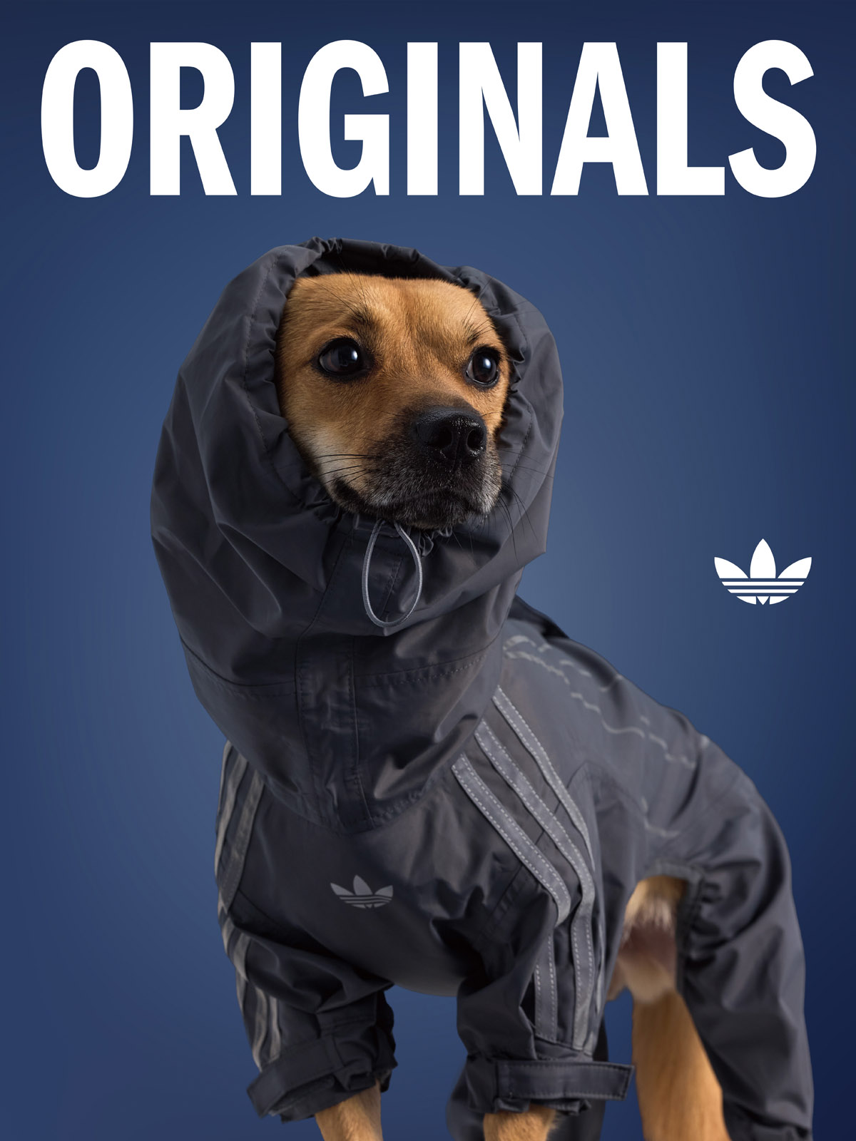 adidas Originals,三叶草,adidas 上次太火爆!三叶草宠物系列又上新了! adidas Originals,三叶草,adidas 上次太火爆!三叶草宠物系列又上新了!