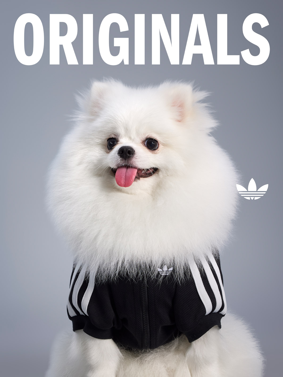 adidas Originals,三叶草,adidas 上次太火爆!三叶草宠物系列又上新了! adidas Originals,三叶草,adidas 上次太火爆!三叶草宠物系列又上新了!